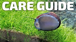 Care Guide for Nerite Snails  Aquarium CoOp aquariumcoop [upl. by Notreve314]