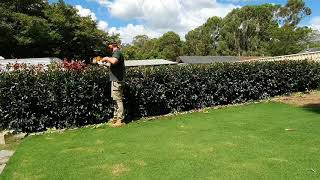 Photinia Hedge  Hedging tips [upl. by Anitnatsnoc]