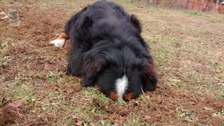 Funny Bernese Mountain Dog Compilation English [upl. by Courtnay]