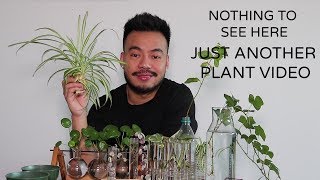 How To Propagate Houseplants From Cuttings  Indoor Plants [upl. by Riay]