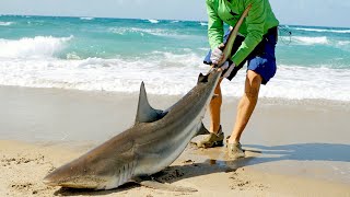 Catching Sharks from the Beach amp How it Started [upl. by Ynohtnanhoj613]