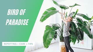 Bird Of Paradise Care  Repotting  Watering  Tips 🌱 [upl. by Acinnej]