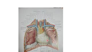 Anatomie du coeur [upl. by Ahsekel]