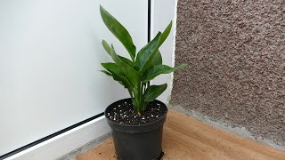 Introducing My New Bird Of Paradise Plant Strelitzia [upl. by Dudley]