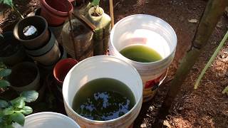 How to grow Green Water Algae [upl. by Jeraldine]