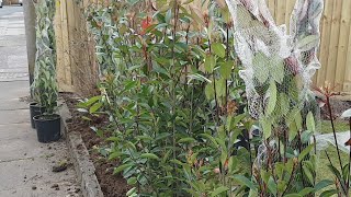 How To Plant A Photinia Hedge [upl. by Nomolos]