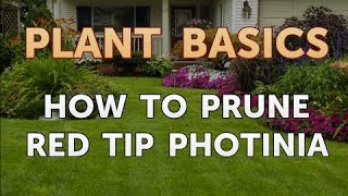 How to Prune Red Tip Photinia [upl. by Purvis]