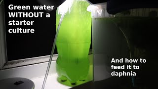 Green Water WITHOUT a Starter Culture  From Scratch  How To [upl. by Sophy242]