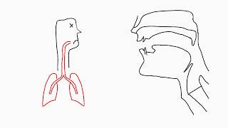 Phonetics Articulation [upl. by Etteneg]