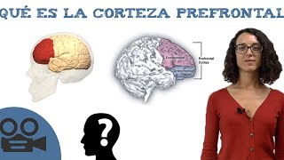 Corteza prefrontal  Funciones y teoría [upl. by Selinski]