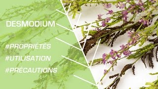 Comment utiliser le desmodium   Phytothérapie [upl. by Nauq]