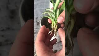 Spider Plant Rooting [upl. by Oralia865]