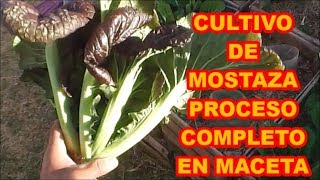 MOSTAZA MORADA CULTIVO DE PROCESO COMPLETO EN MACETAS [upl. by Honna179]