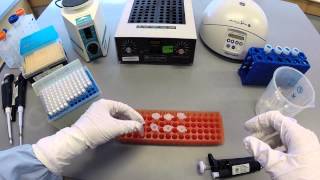 DNA Extraction Protocol  Part 1 [upl. by Cowan]