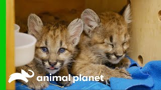 Abandoned Puma Cubs Have to Learn to Eat  The Zoo [upl. by Joelynn216]