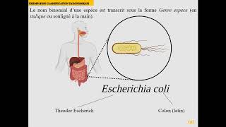 L1SA  Cours de Microbiologie Générale  Partie 1  Introduction au monde microbien [upl. by Alroy]