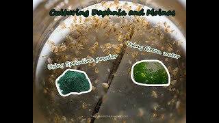 How To Culture Daphnia and Moinas using Green Water Spirulina powder [upl. by Nnaylime260]