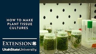 How to Make Plant Tissue Cultures [upl. by Teddman]