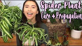 How To Take Care of A Spider Plant  Propagating Spider Plant Pups [upl. by Dove]