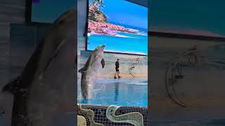 Dubai dolphinarium dolphin show seal must watch in dubai shorts kidsfun shorts Creek park [upl. by Thomasin]