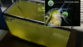 Raising Daphnia for the Freshwater Aquarium [upl. by Lind]