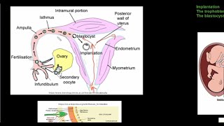 Grade 12 Life Sciences Human Reproduction Part 4 [upl. by Eerahc]