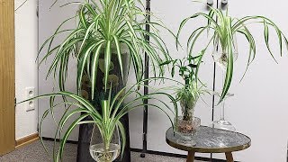 How to Grow A Spider Plant Growing Spider Plants Spider Plant Care [upl. by Niasuh697]