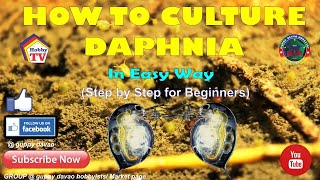 HOW TO CULTURE DAPHNIA In Easy Way [upl. by Beard]