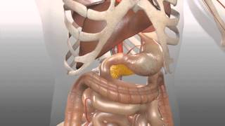 Stomach development  Embryology [upl. by Lubet]