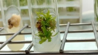 Plant Tissue Culture in 3 minutes [upl. by Jana]