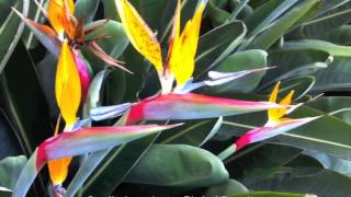 Strelitzia reginae  Bird of Paradise [upl. by Yvan]