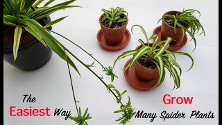 Propagating Spiderettes  How To Root Spider Plant Chlorophytum comosum Babies [upl. by Annoif]