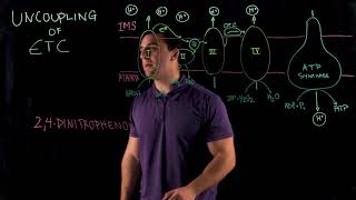 Uncoupling of Electron Transport Chain [upl. by Alled]