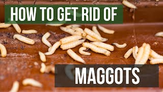 How to Get Rid of Maggots 4 Easy Steps [upl. by Weinert165]